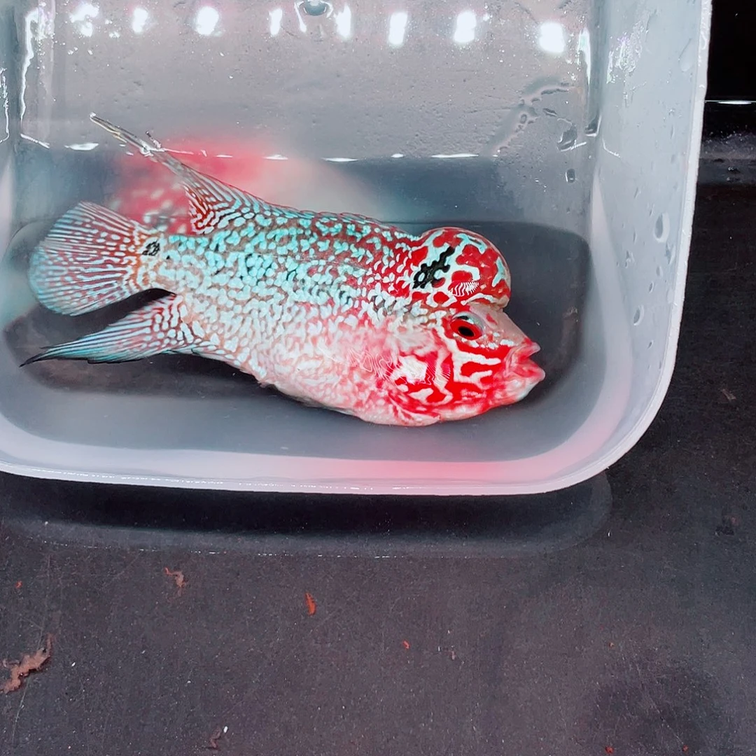 阿***辉罗汉鱼罗汉鱼亚成一条