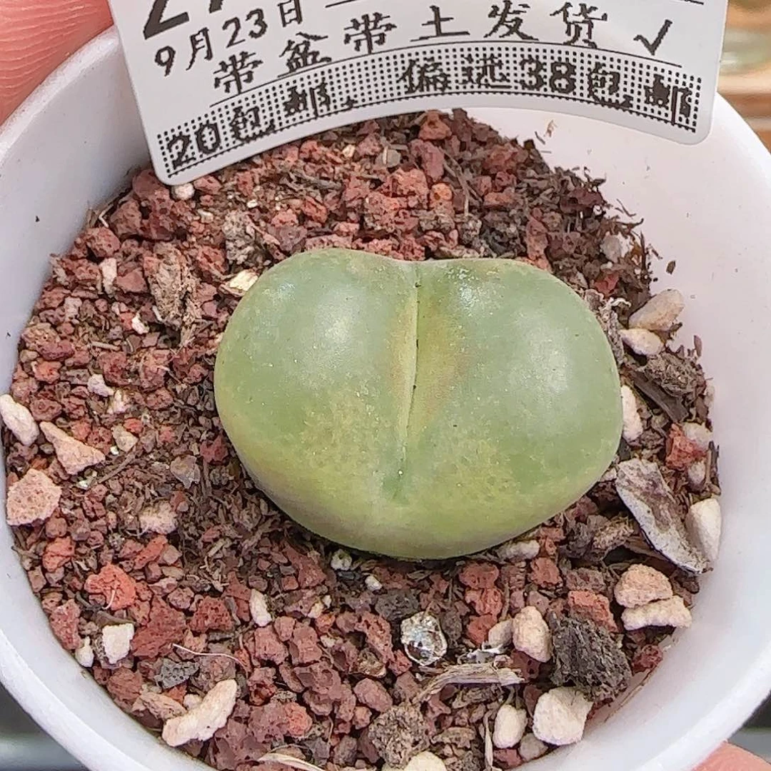 多肉0923--294毛汗尼