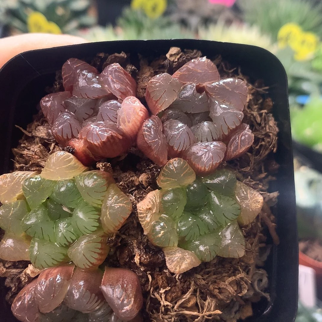 紫镜，一物一拍，欢迎选购