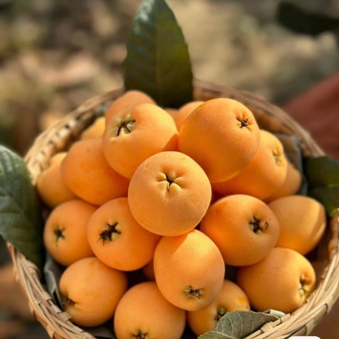 【老树枇杷】四川大五星枇杷新鲜水果当季米易孕妇水果琵琶包邮