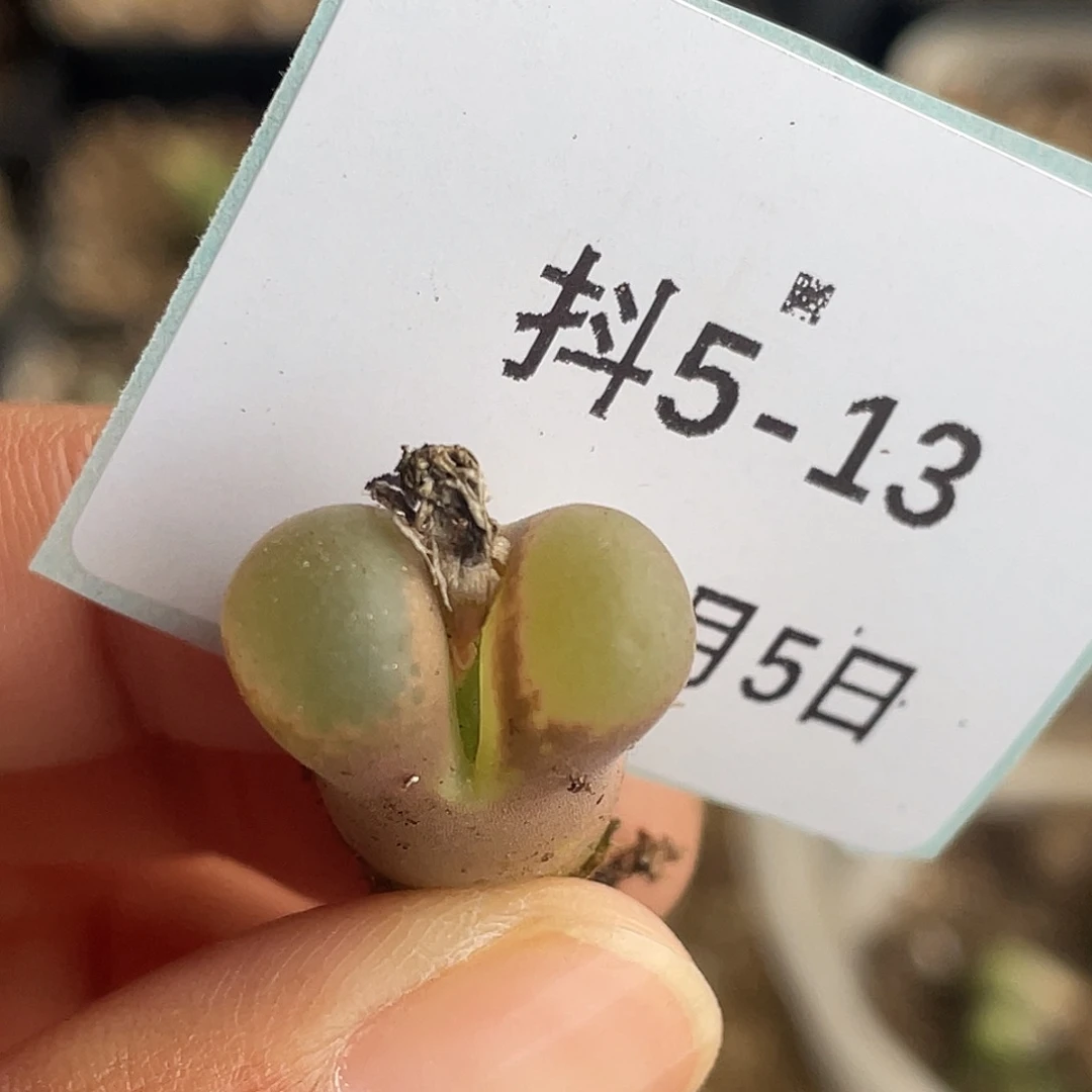 5-13小苗c10多肉植物