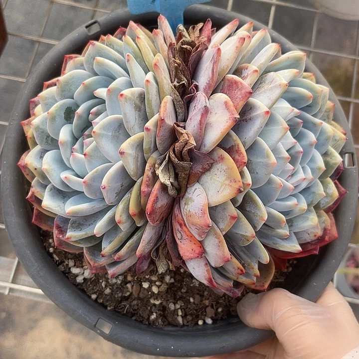 两单包邮，一物一拍36特价