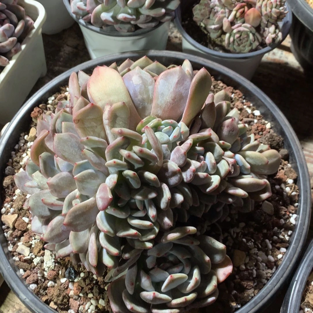 肉丝玛丽哈哈哈哈哈哈哈哈