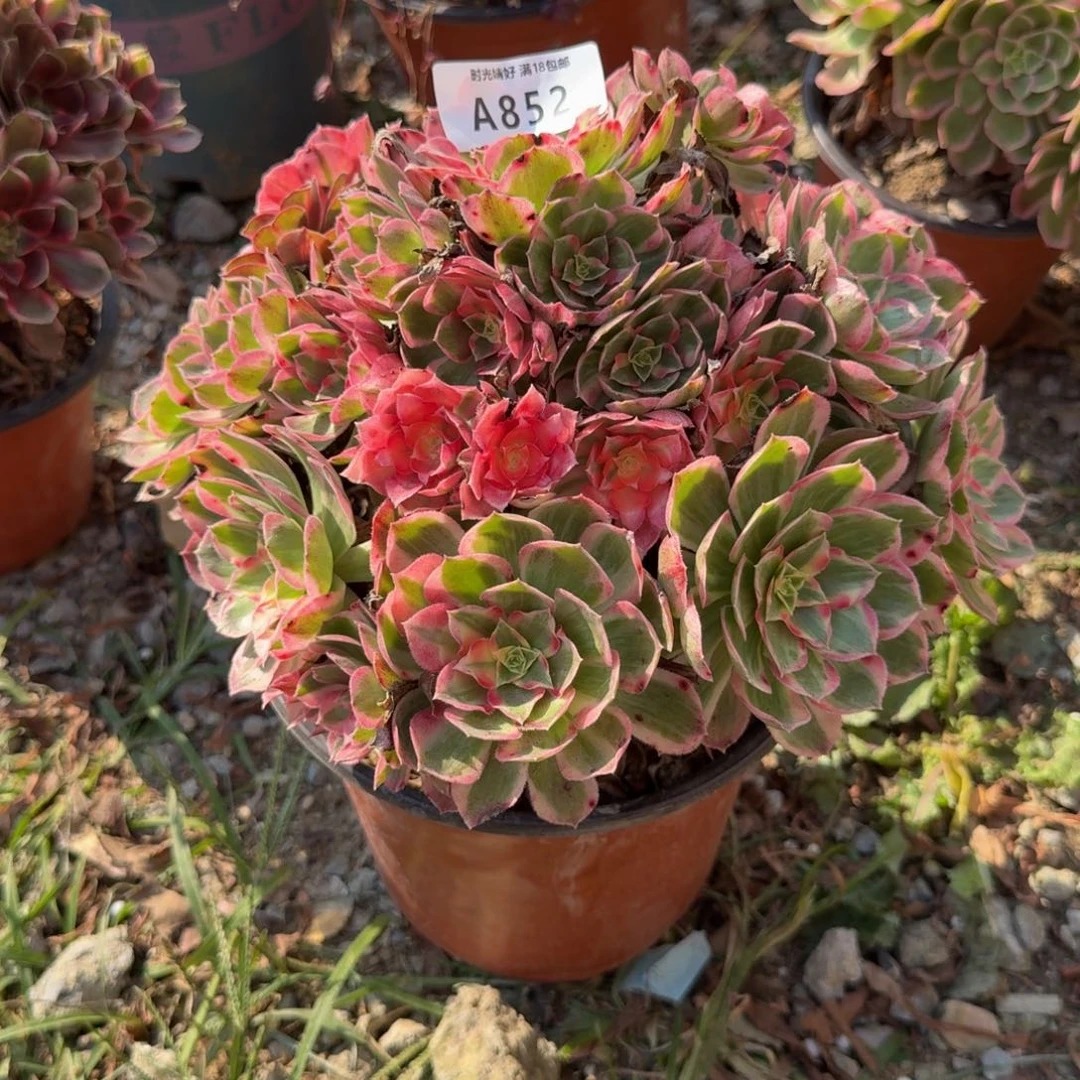 852。玉芙蓉。多肉植物