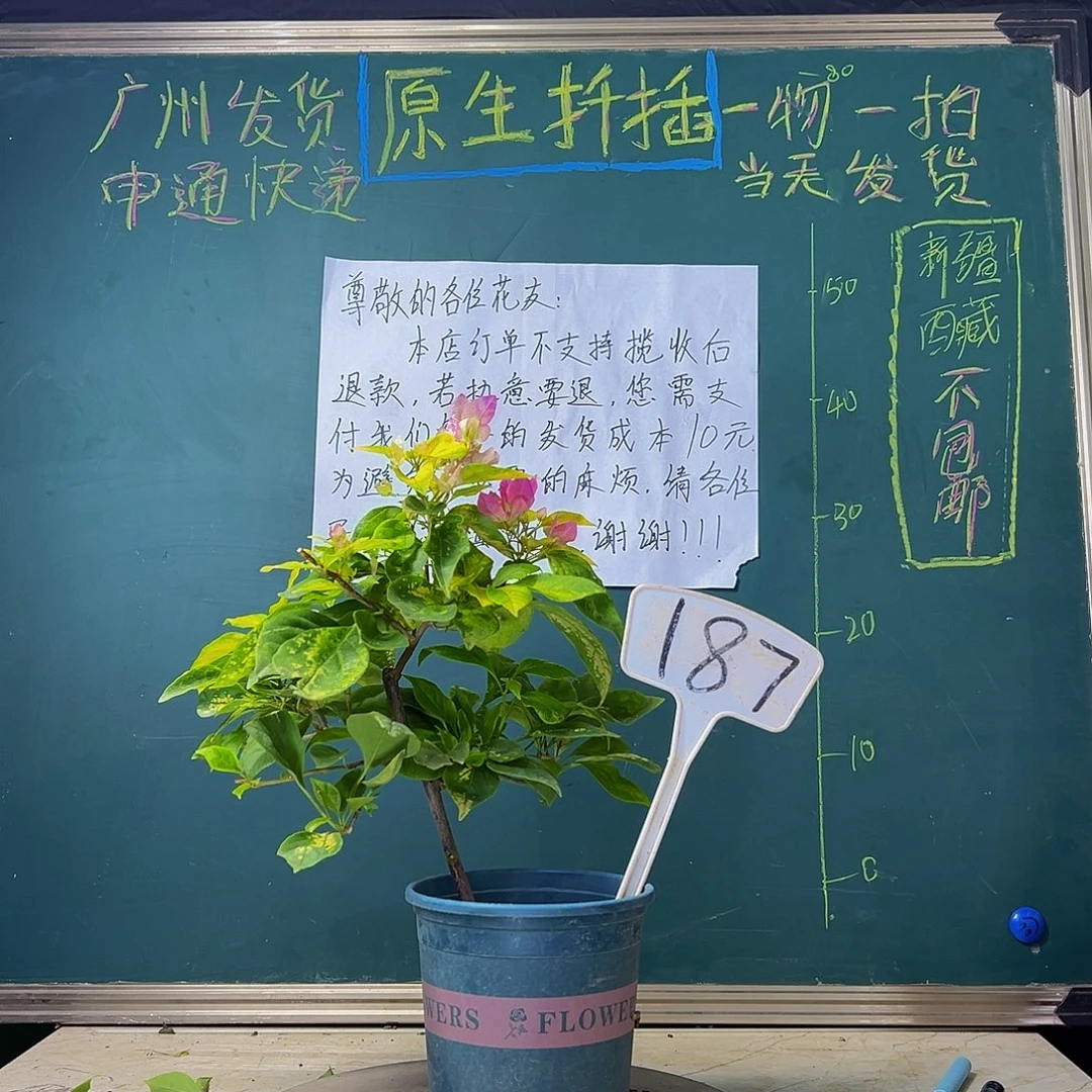 当前无花栽培后可以开花 福利 斑红樱 187