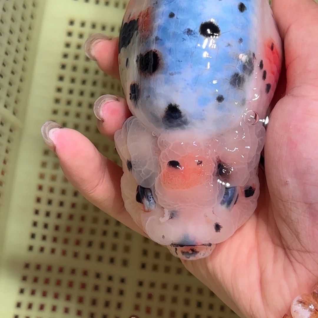 走***金鱼拍包装包邮，不拍包装运费到付