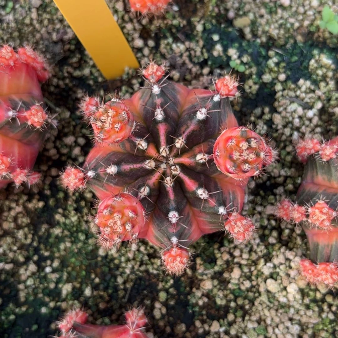 L512-0103泰国发货 黎明