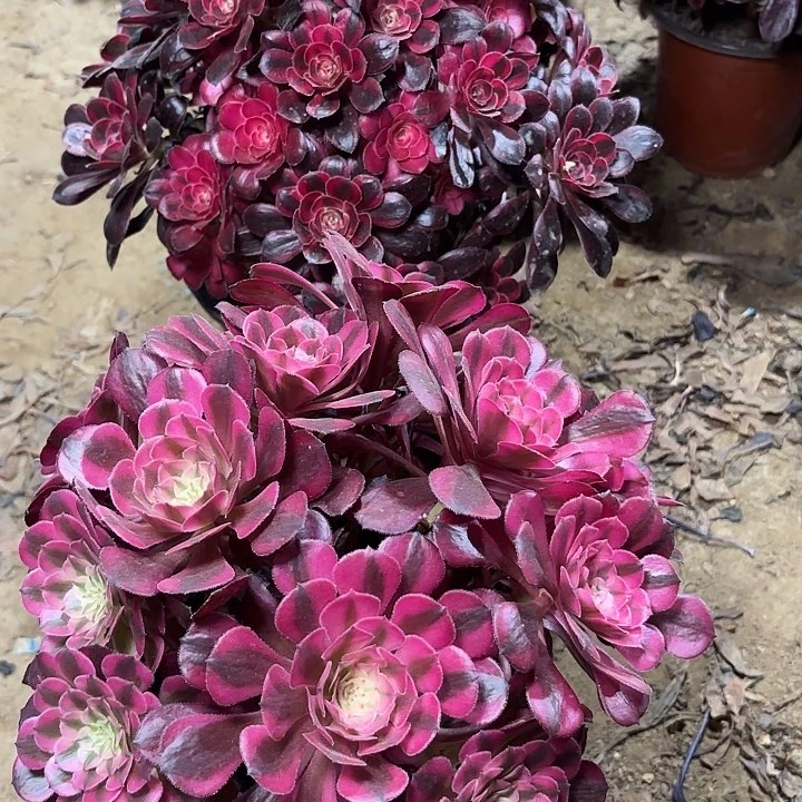 撸**姥多肉植物法师2️⃣颗43