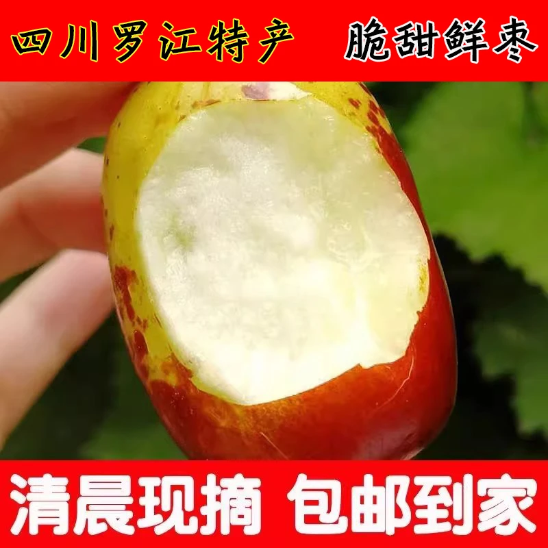 产地直发当季枣子脆甜鲜枣罗江贵妃枣子大红枣五斤一箱批发价