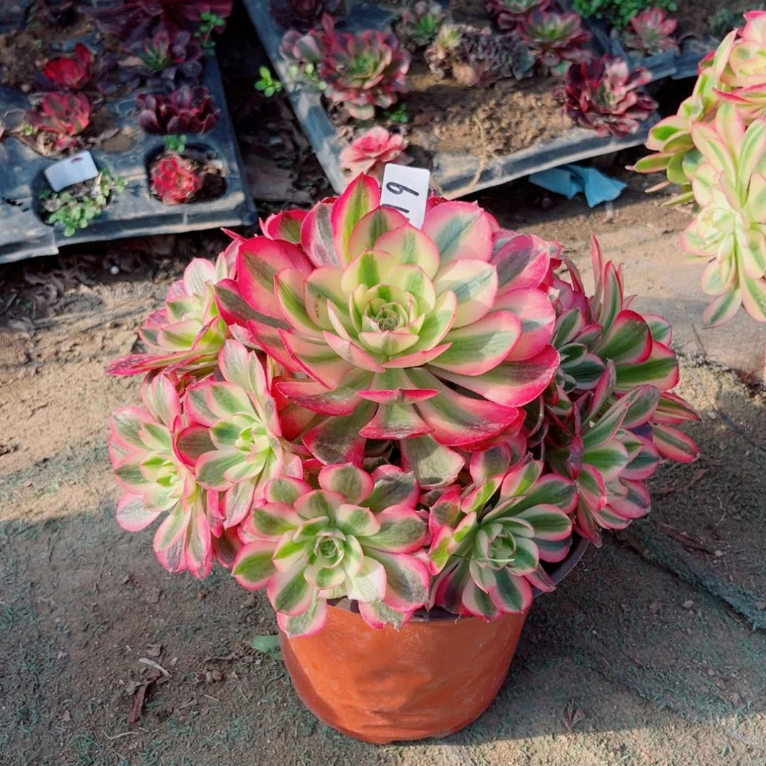 西***制613红荔枝法师多肉植物