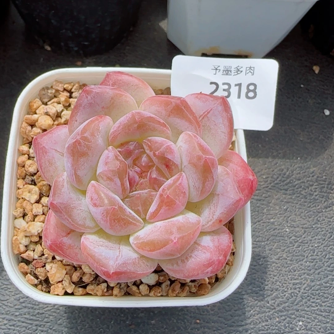 黛玉冰魄，2318多肉植物
