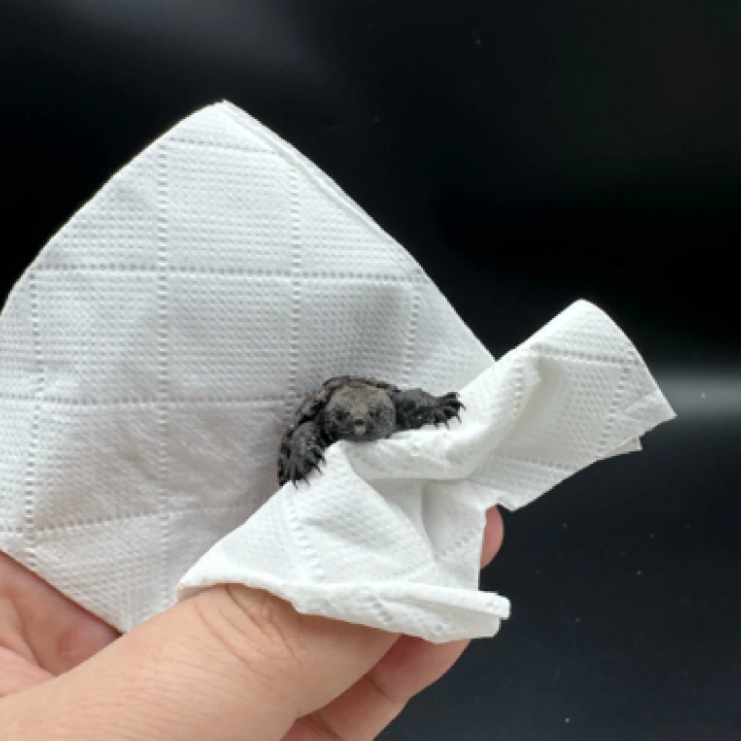 佛鳄（直播下单专用）