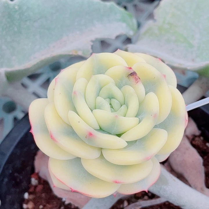 三文鱼锦。三个覆伦测芽