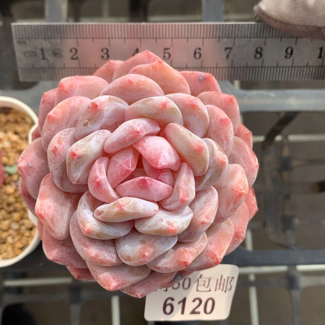 6120。糖心星影橙。