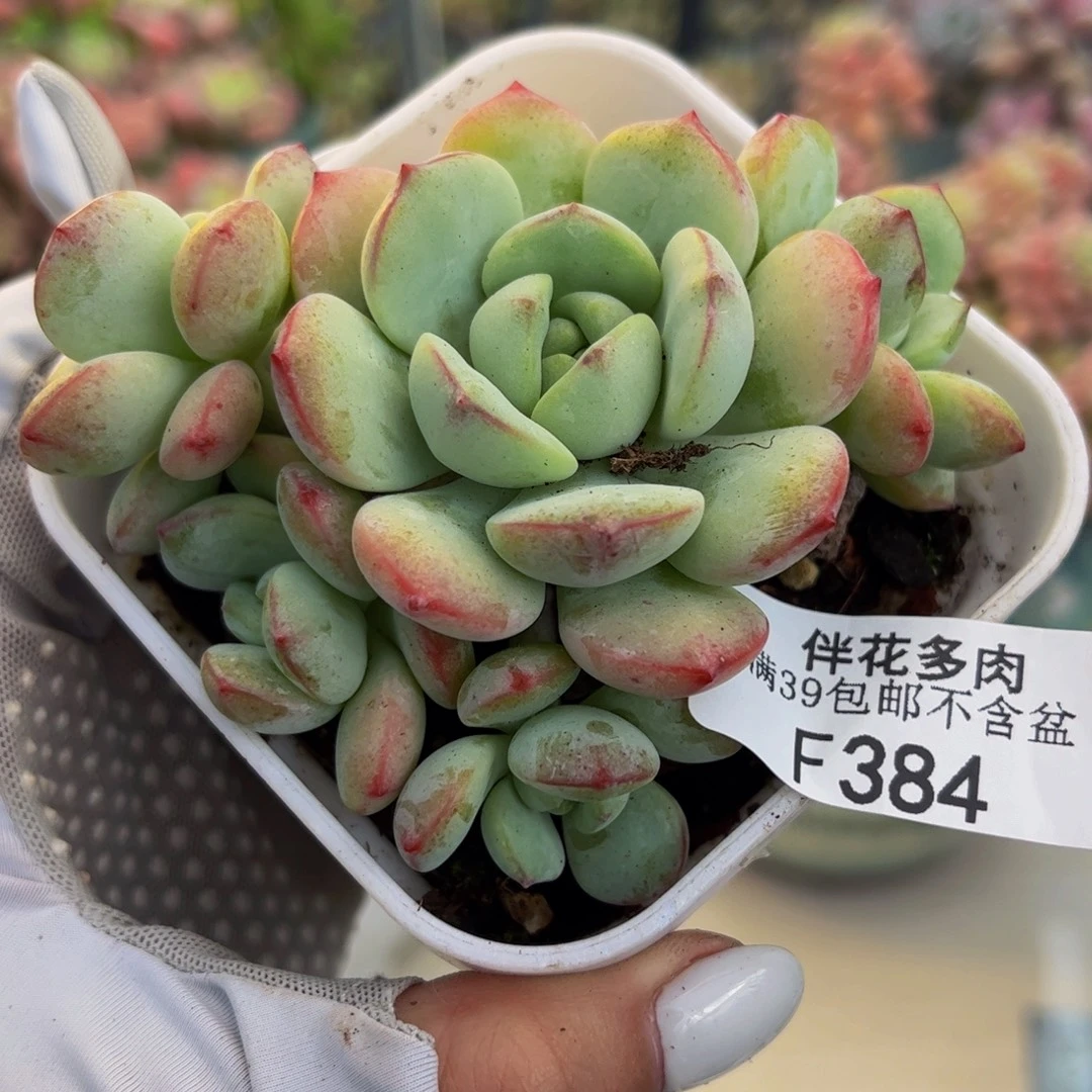 384-香草群身多肉7cm