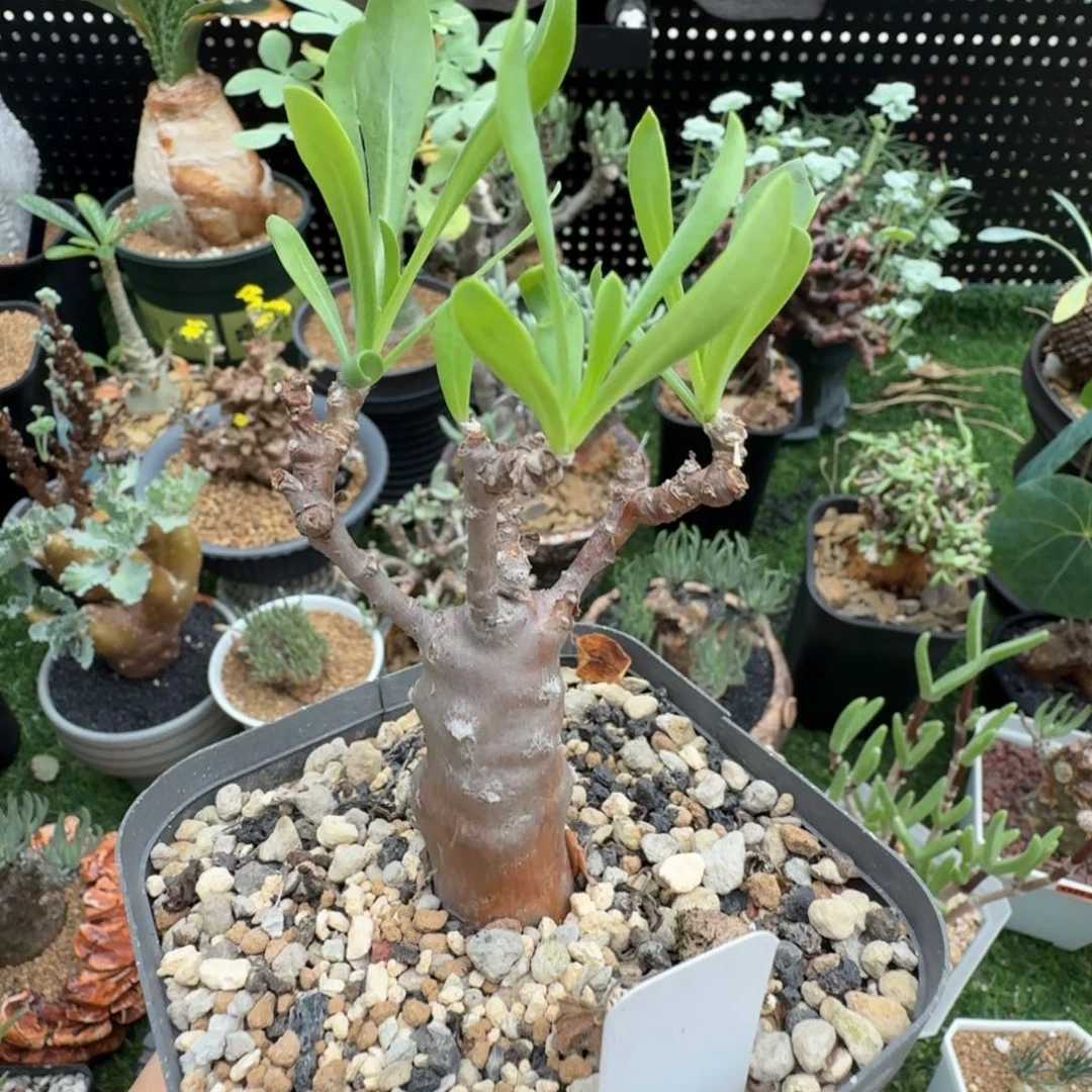 瓶干厚墩菊556仙人掌