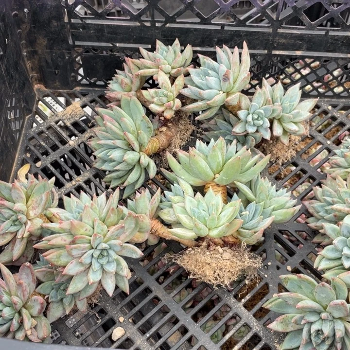 红蛋量拍满20包邮脱土发货
