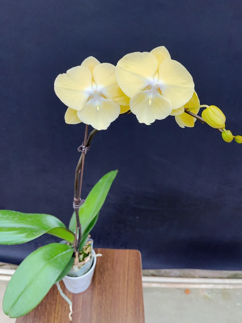 森境【星月】蝴蝶兰