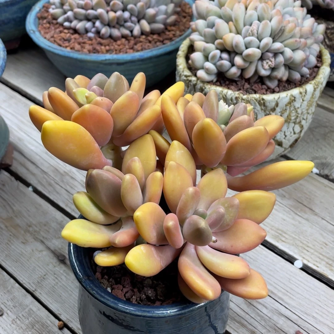 芒果奶群生无砍一个58