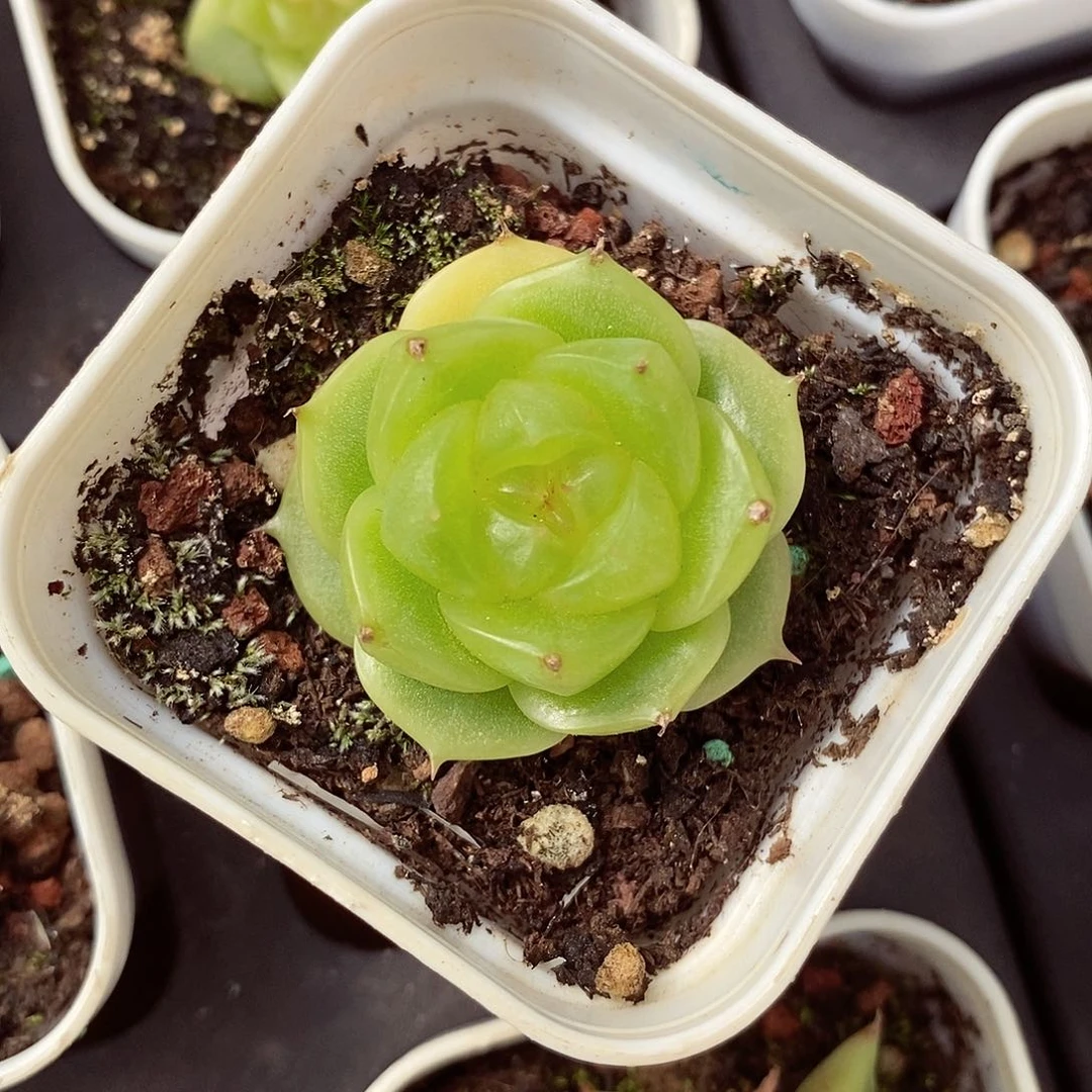 流心扶摇3cm多肉植物