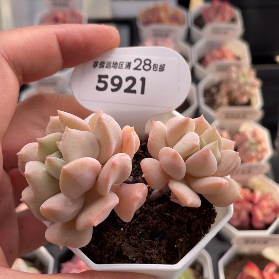 超奶5921-7.5厘米