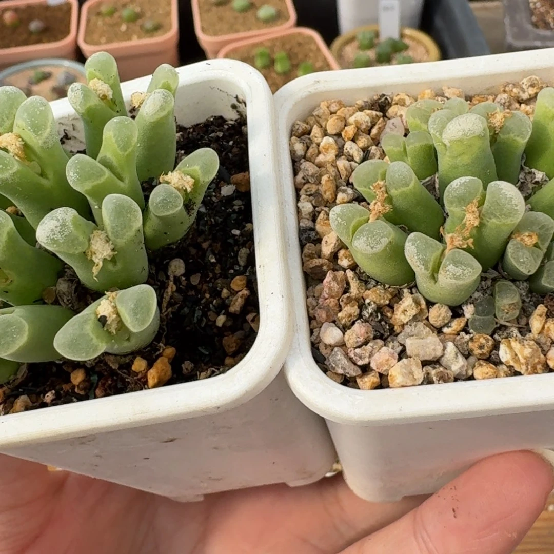 兔*5-18p p p p p p p p