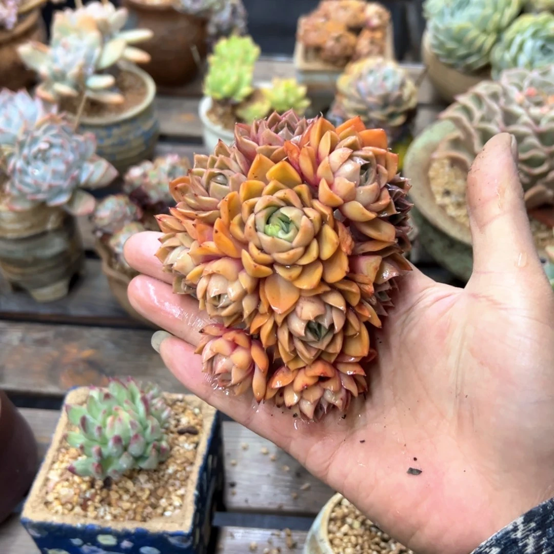 用****3玫瑰粉人18零零多肉植物