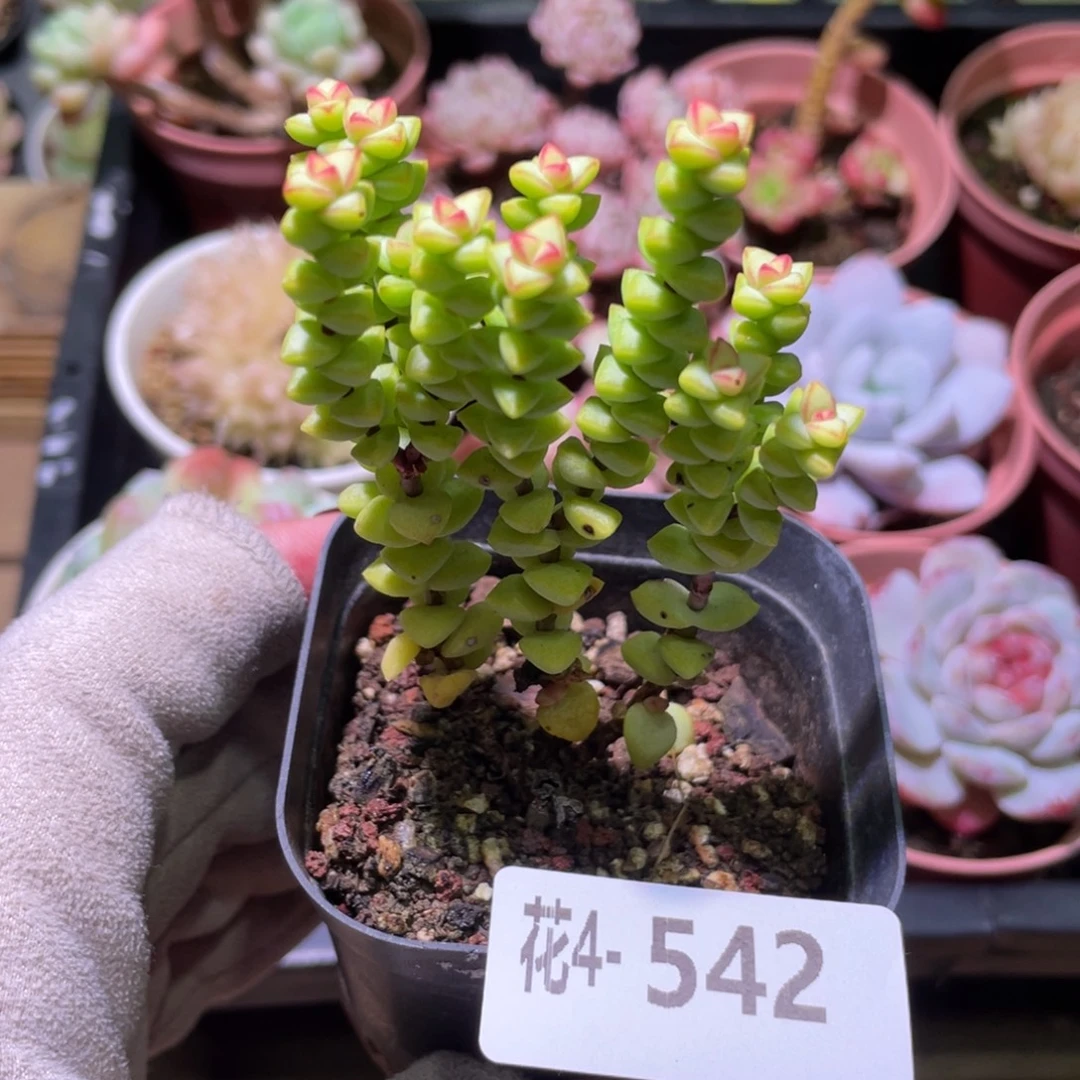 花利美4-542小米星