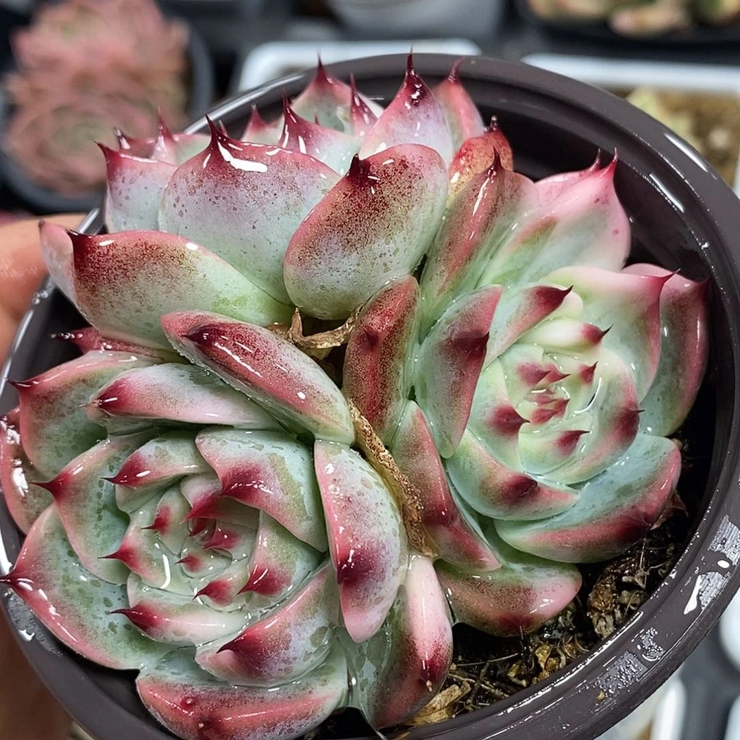 吉娃娃锦拉丝小方花圃一物一拍