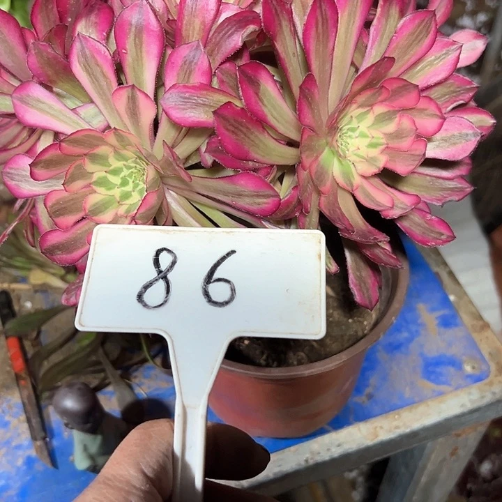 婷*多肉植物红铜白法师