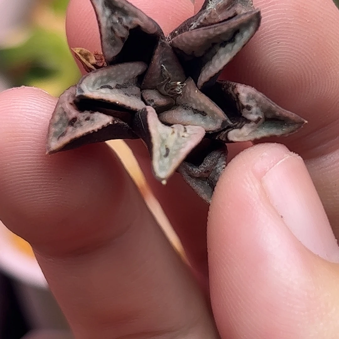 德鲁白十二卷多肉植物