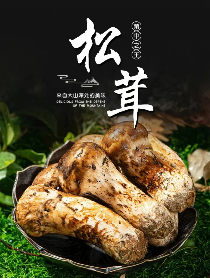 (一物一拍)云南香格里拉新鲜松茸500g-1000g顺丰空运冷链包邮