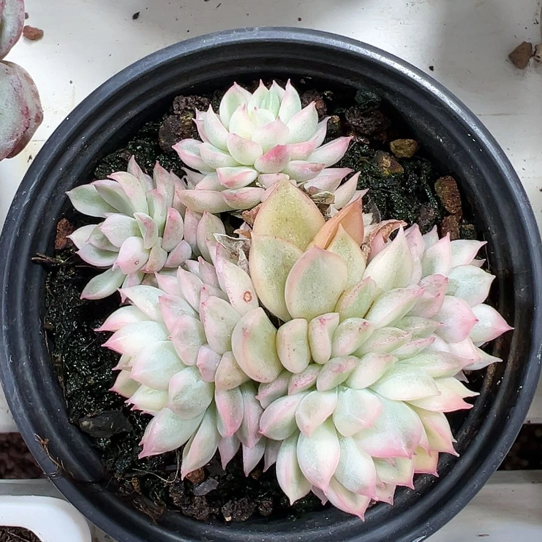 满38包邮姬莲锦群生