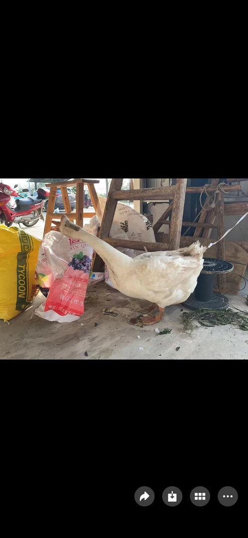 百里洲梨园农民散养品质好鸡鹅