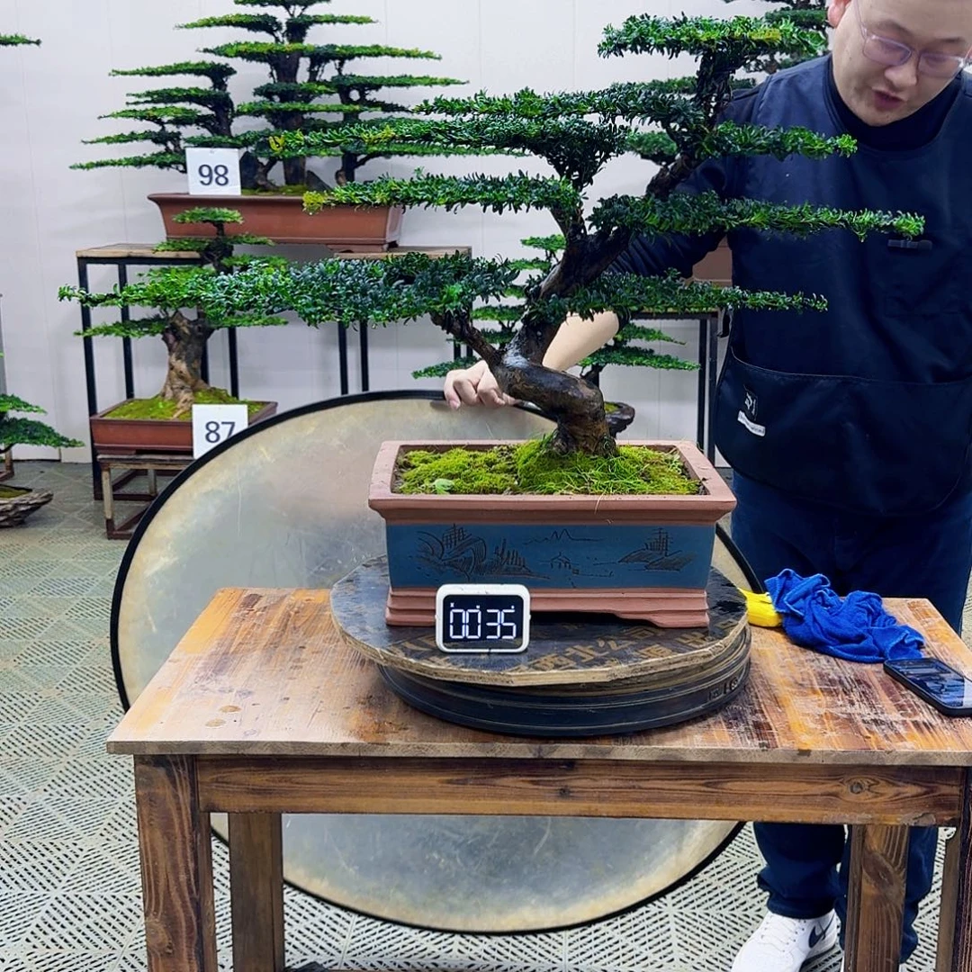 无花朵珍珠红芽罗汉松造型盆景