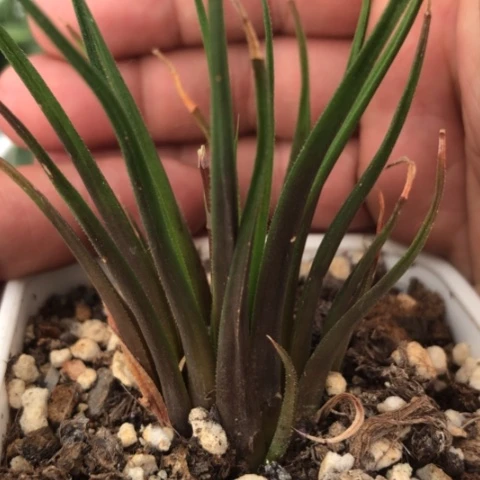 Q****N原始种带盆发货哈哈