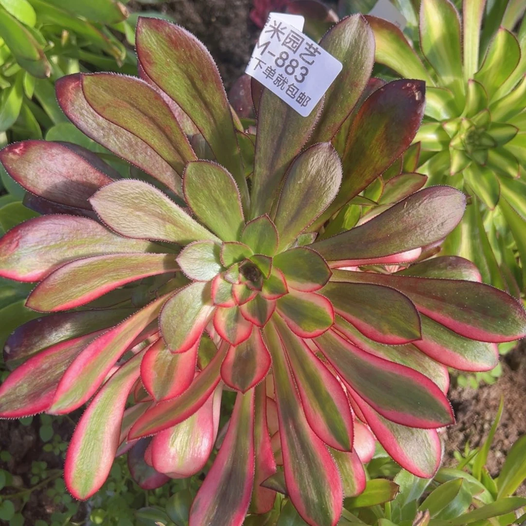 花蝴蝶多肉植物883