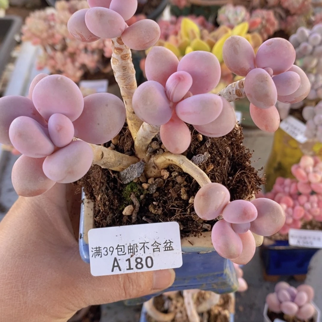 糖果桃老桩蛋11cm180多肉植物