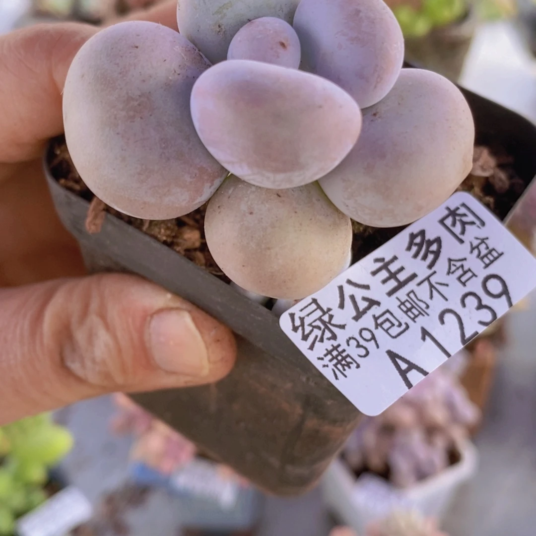 芭比奶洛4cm1239多肉植物