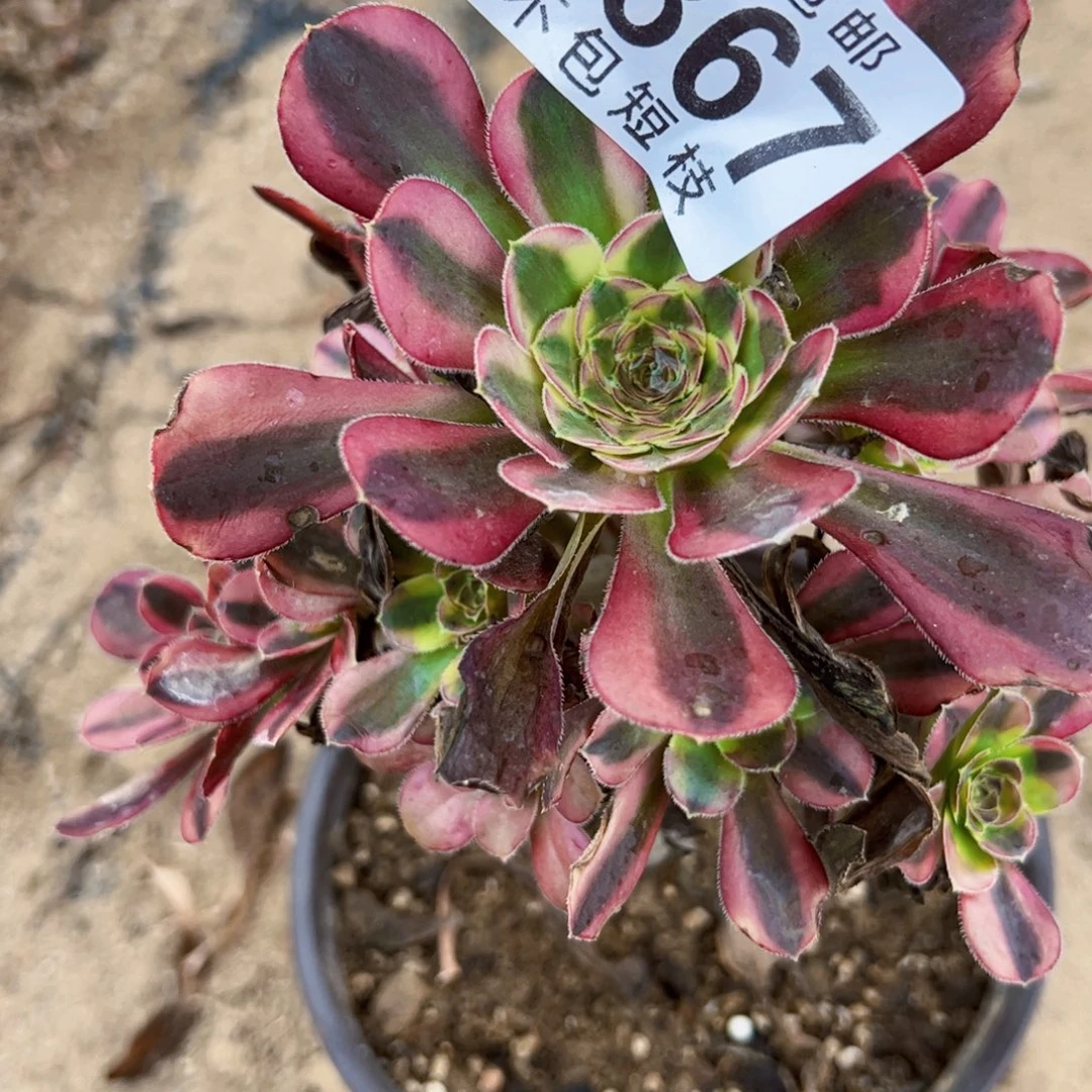 1867冰淇淋多肉植物法师