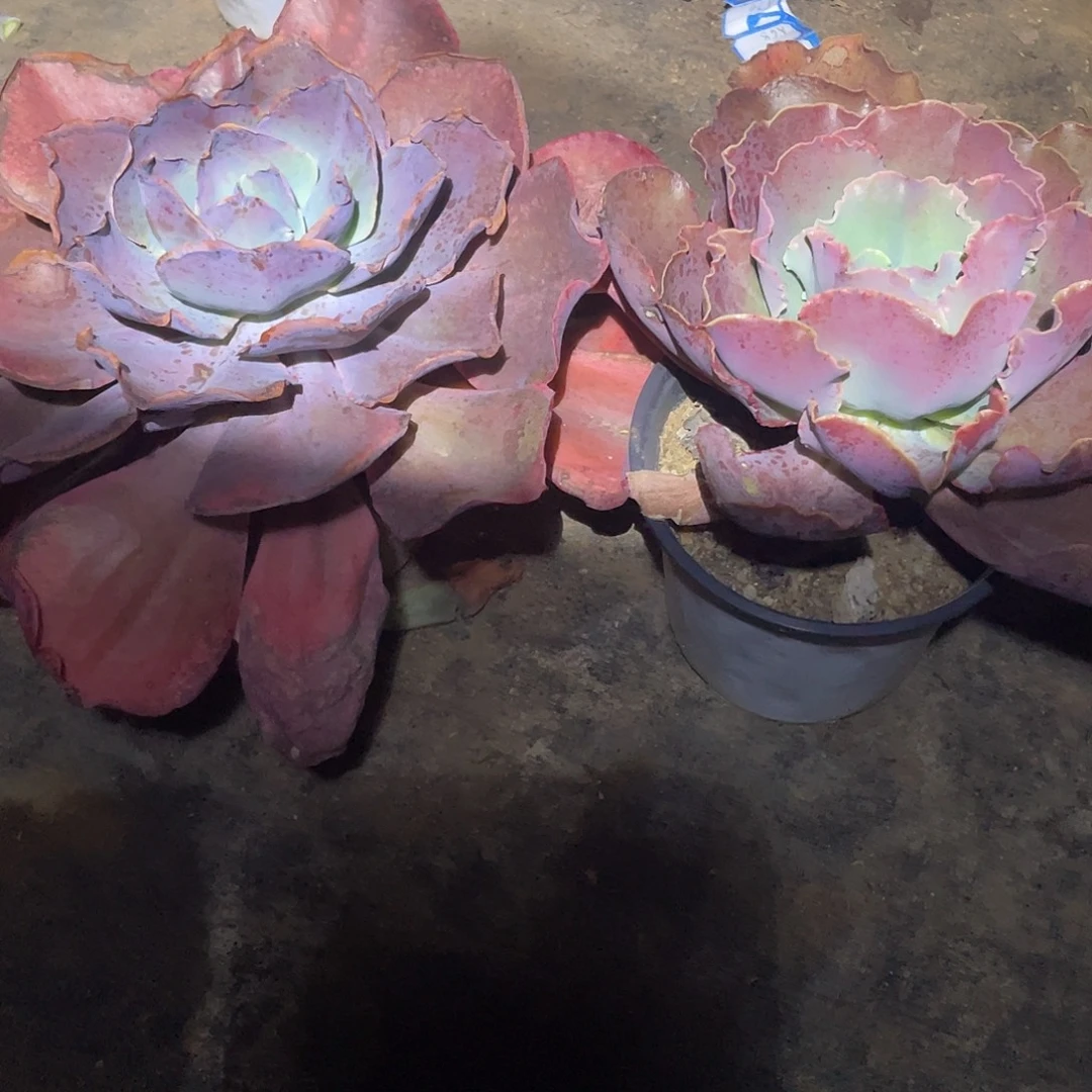 暖***A 3 6包菜系列多肉植物带赠品共2棵
