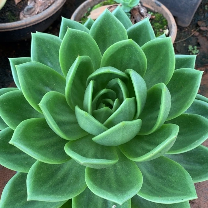 D477- 直播福利 翠花