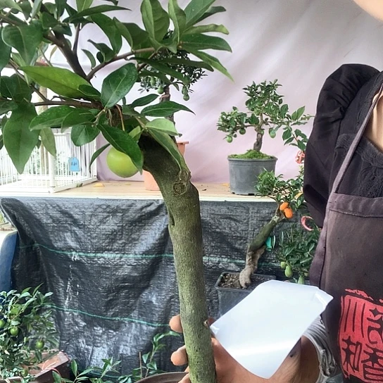 无花朵血红算盘。