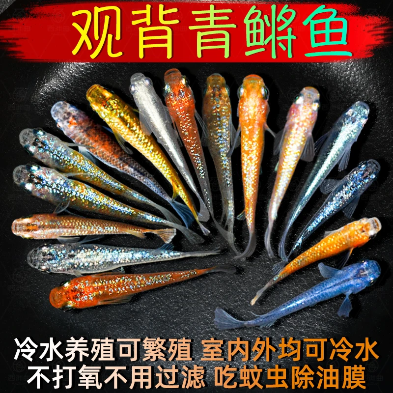 观背青鳉广温冷水鱼球体干支星光大蛇红帝好养活不用打氧不用加温