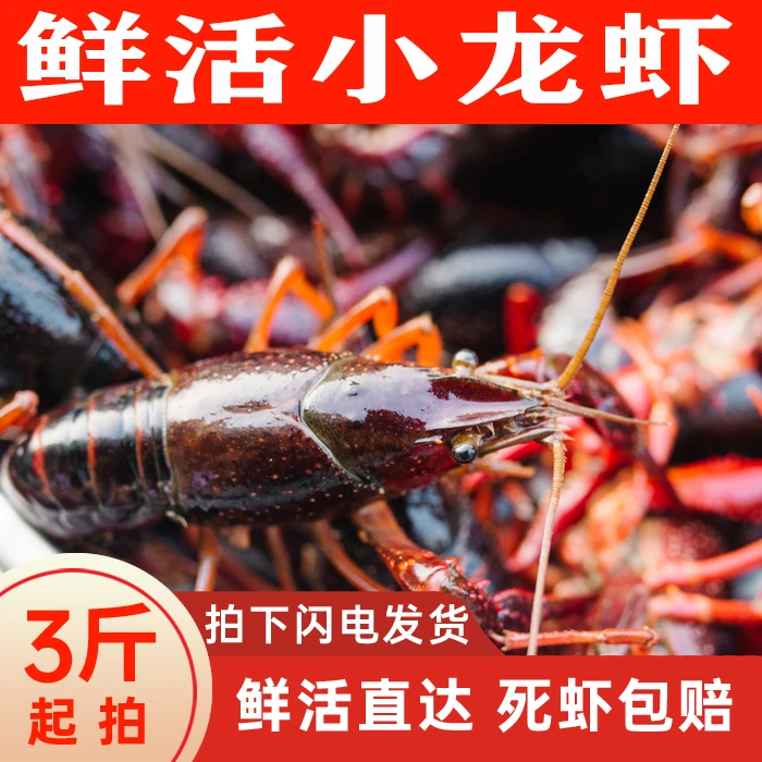 鲜活小龙虾234规格清水虾3斤装小龙虾新鲜活虾顺丰发货盱眙龙虾
