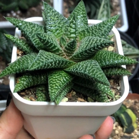 雪B硬叶哈哈哈哈哈哈哈