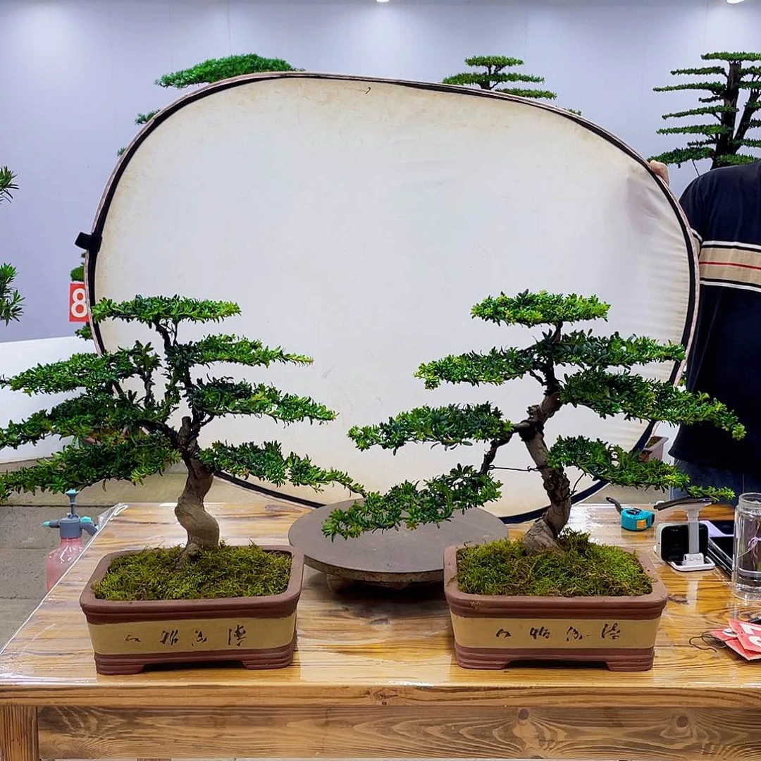 无花朵盆景直播间一物一拍