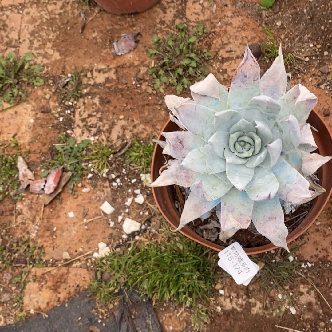 174号牡丹叶粗腿子