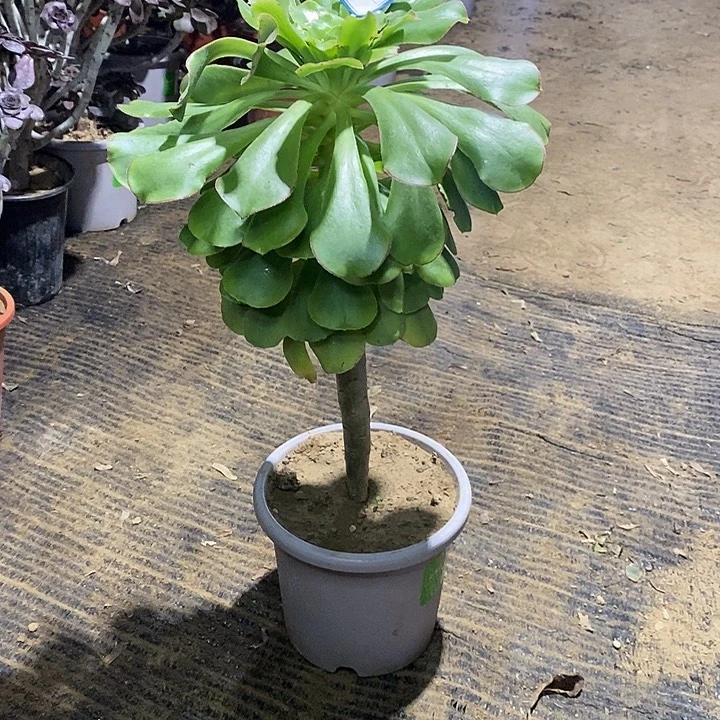 许***园172，绿玫瑰134678999000