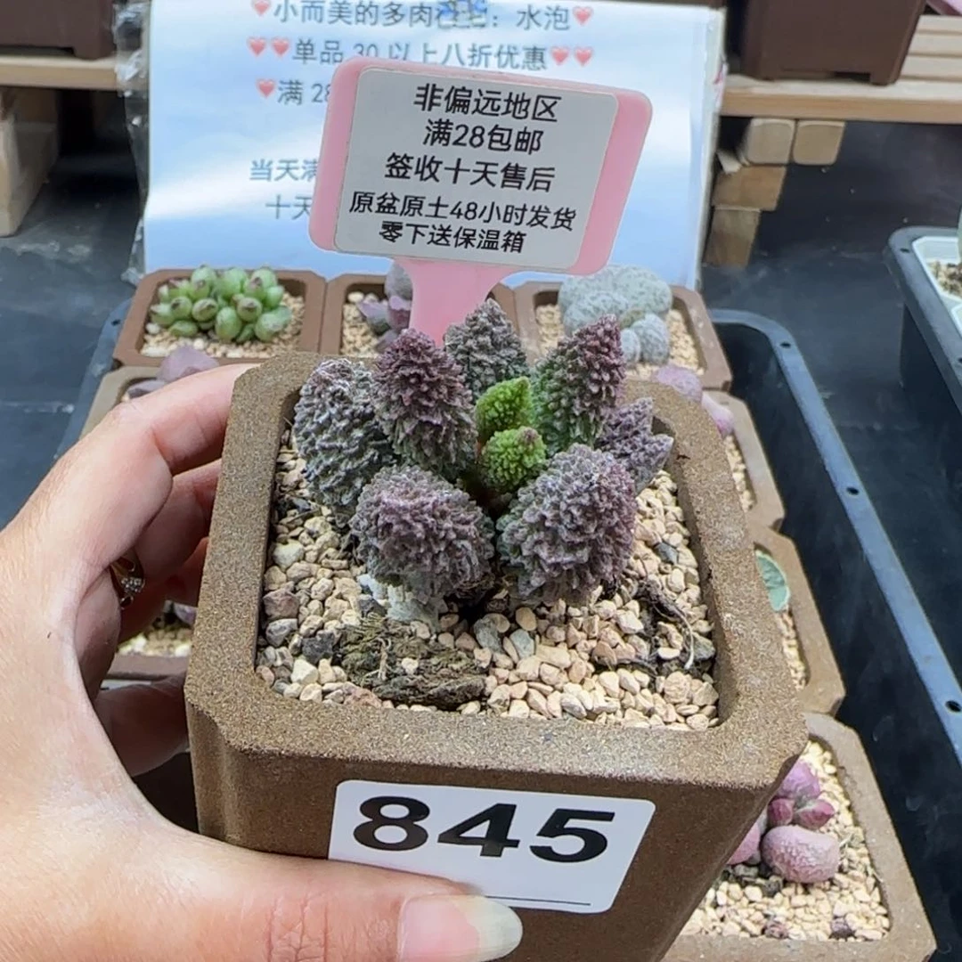845朱紫玉多肉植物